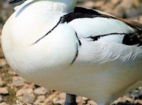 Smew (Breast & Body) - pic by Nigel Key